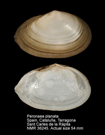 Peronaea planata (7).jpg - Peronaea planata(Linnaeus,1758)
